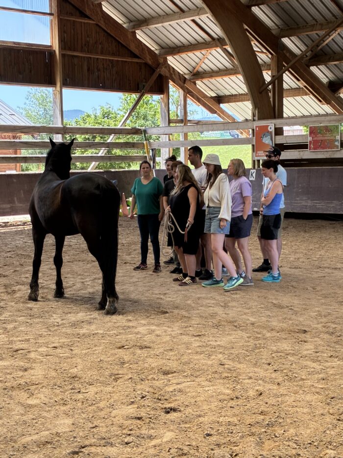 Séance de groupe et team building avec les chevaux au Haras du Vercors