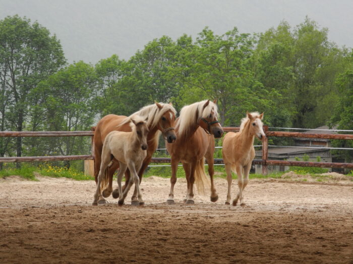 Activités poney au Haras du Vercors