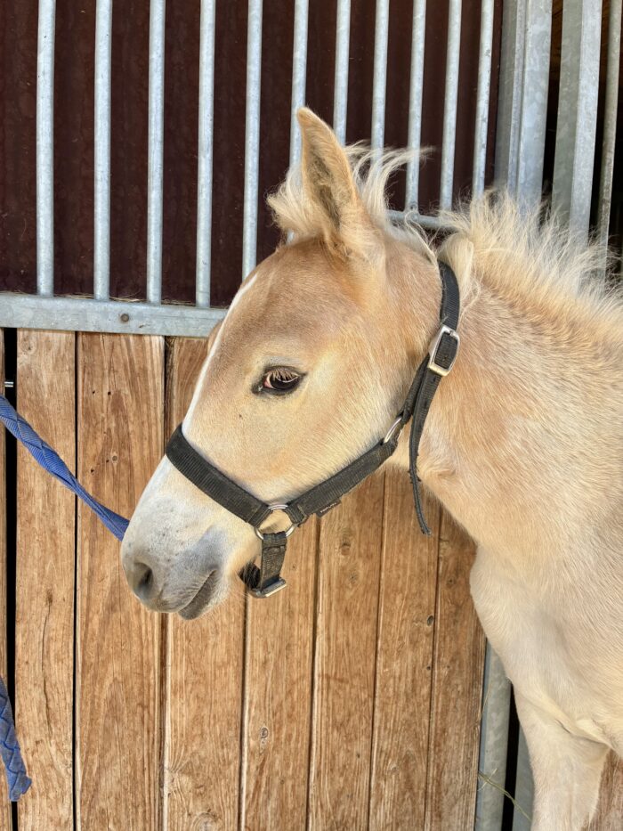 Portrait de Quartz, poulain Haflinger