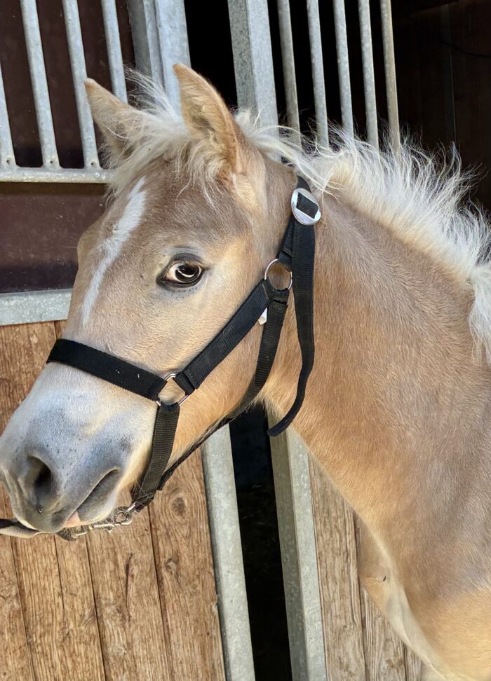 Portrait de Que Bella, pouliche Haflinger