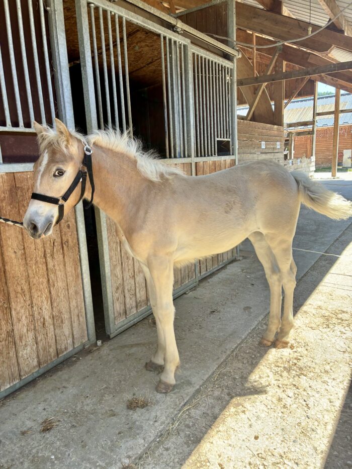 Que Bella, pouliche Haflinger née en 2026 au Haras du Vercors