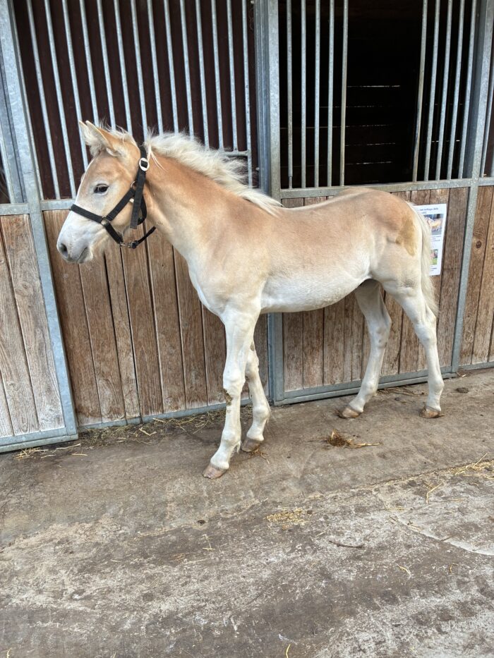Quartz, poulain Haflinger né en 2026 au Haras du Vercors