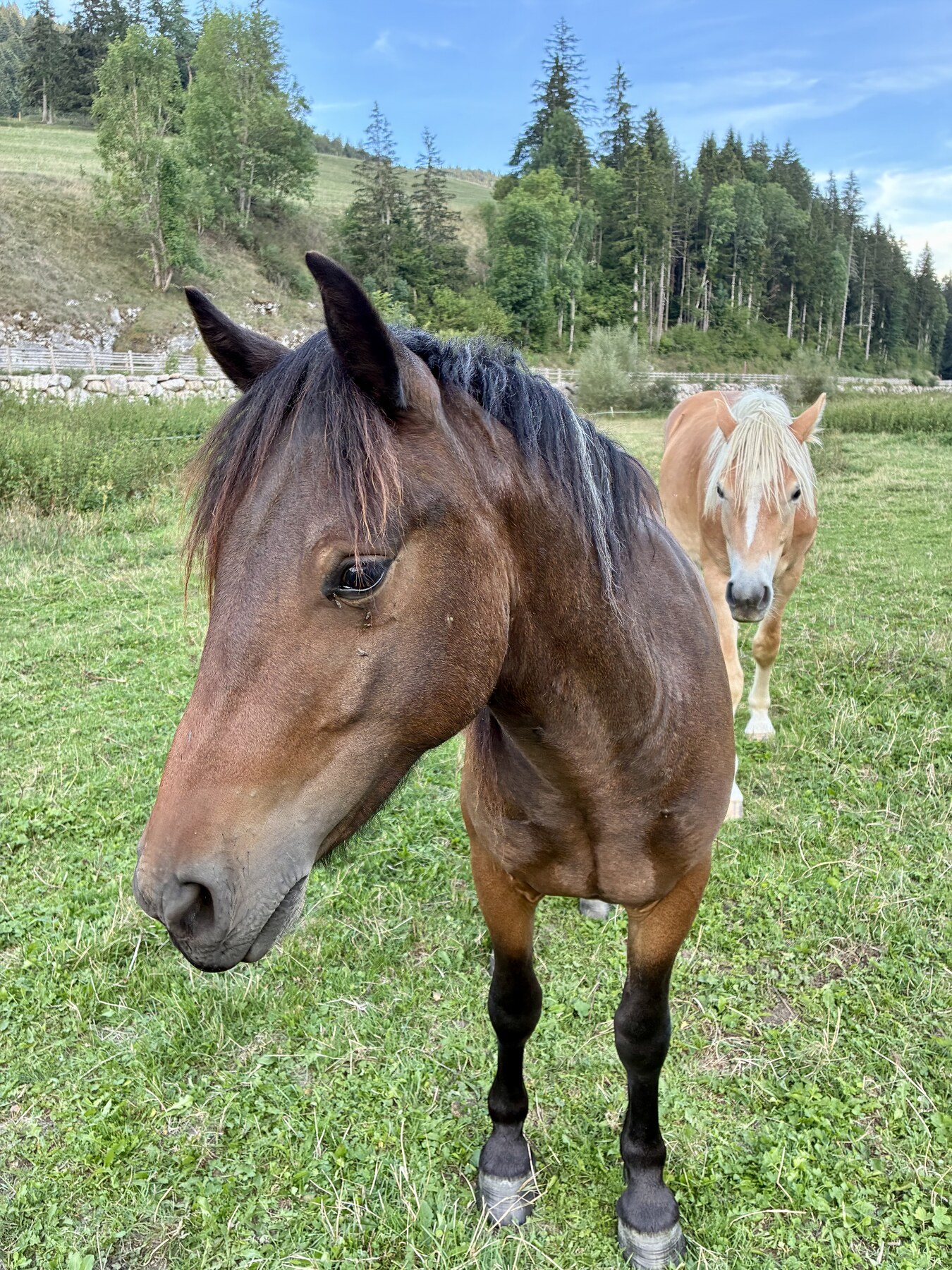 Portrait d’Oups au Haras du Vercors