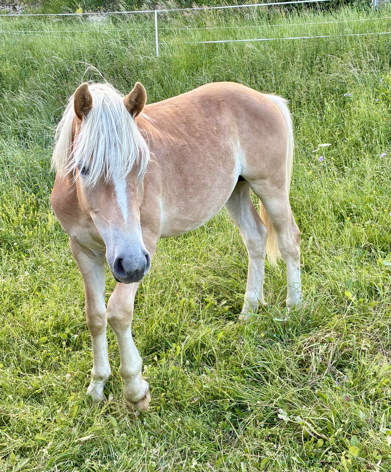 Perfect, poulain Haflinger plein papiers, au pré