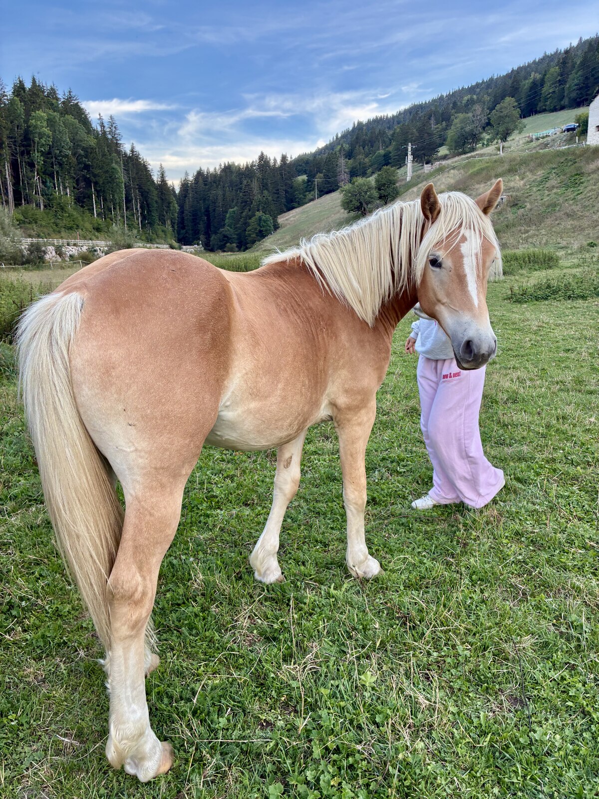 Perfect au Haras du Vercors