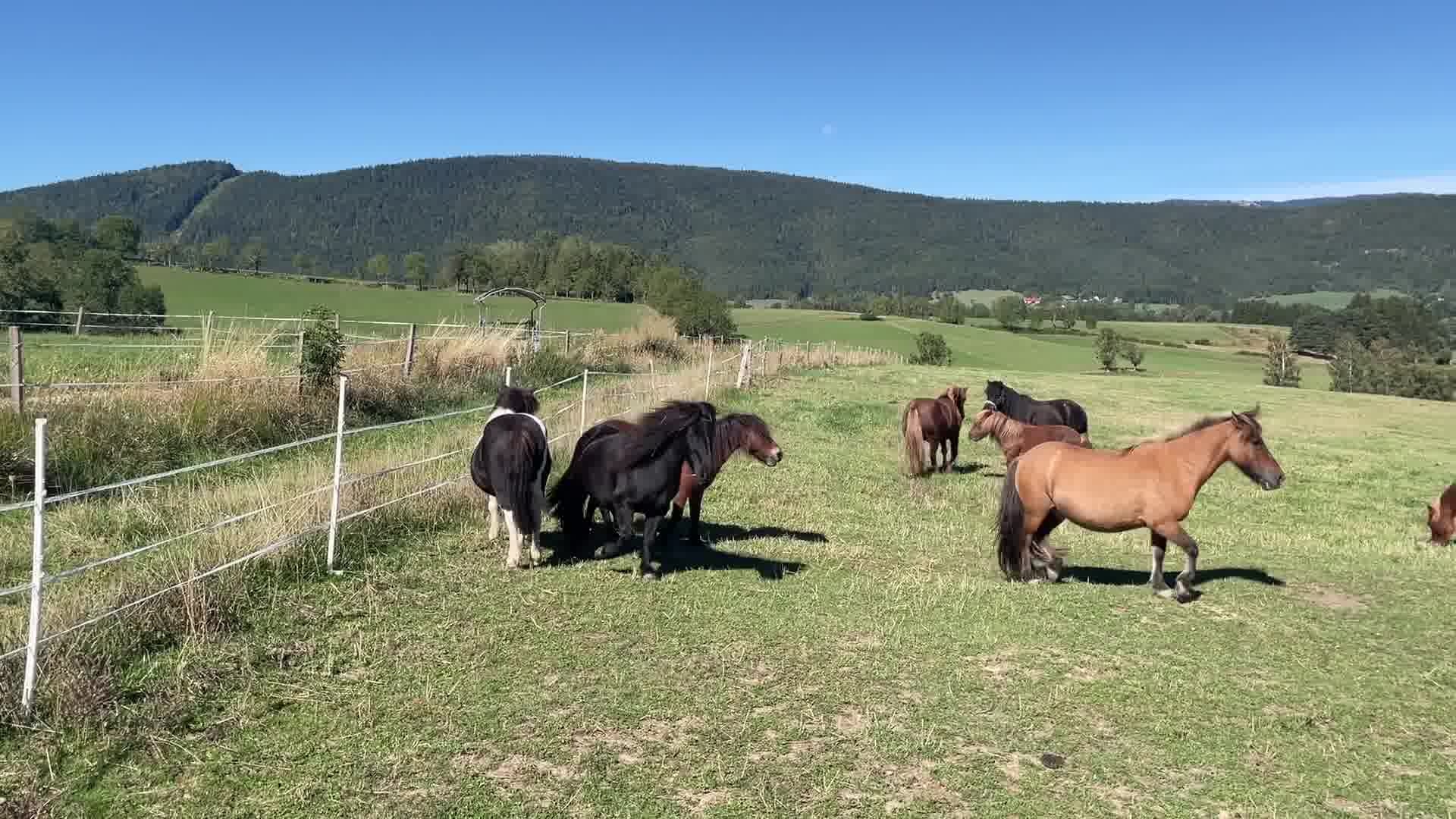 Troupeau de poneys du Haras du Vercors