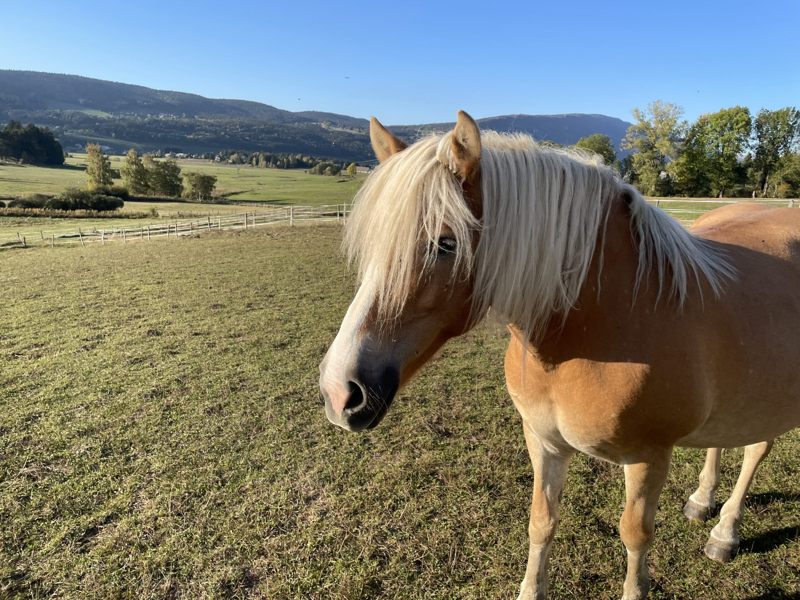Fannette, jument Haflinger du Haras du Vercors