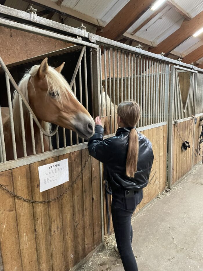 Visiteur caressant un cheval au Haras du Vercors