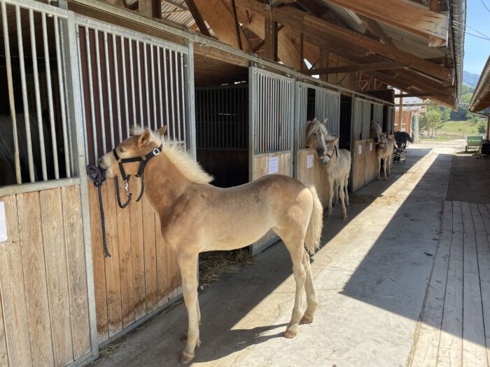 Famille en visite au Haras du Vercors