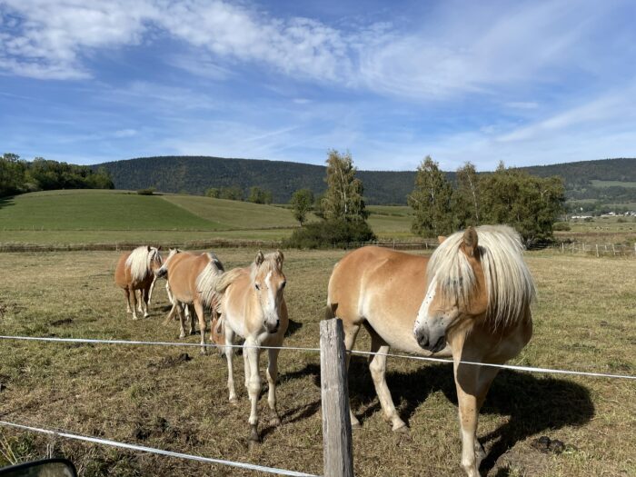Chevaux Haflingers au pré au Haras du Vercors