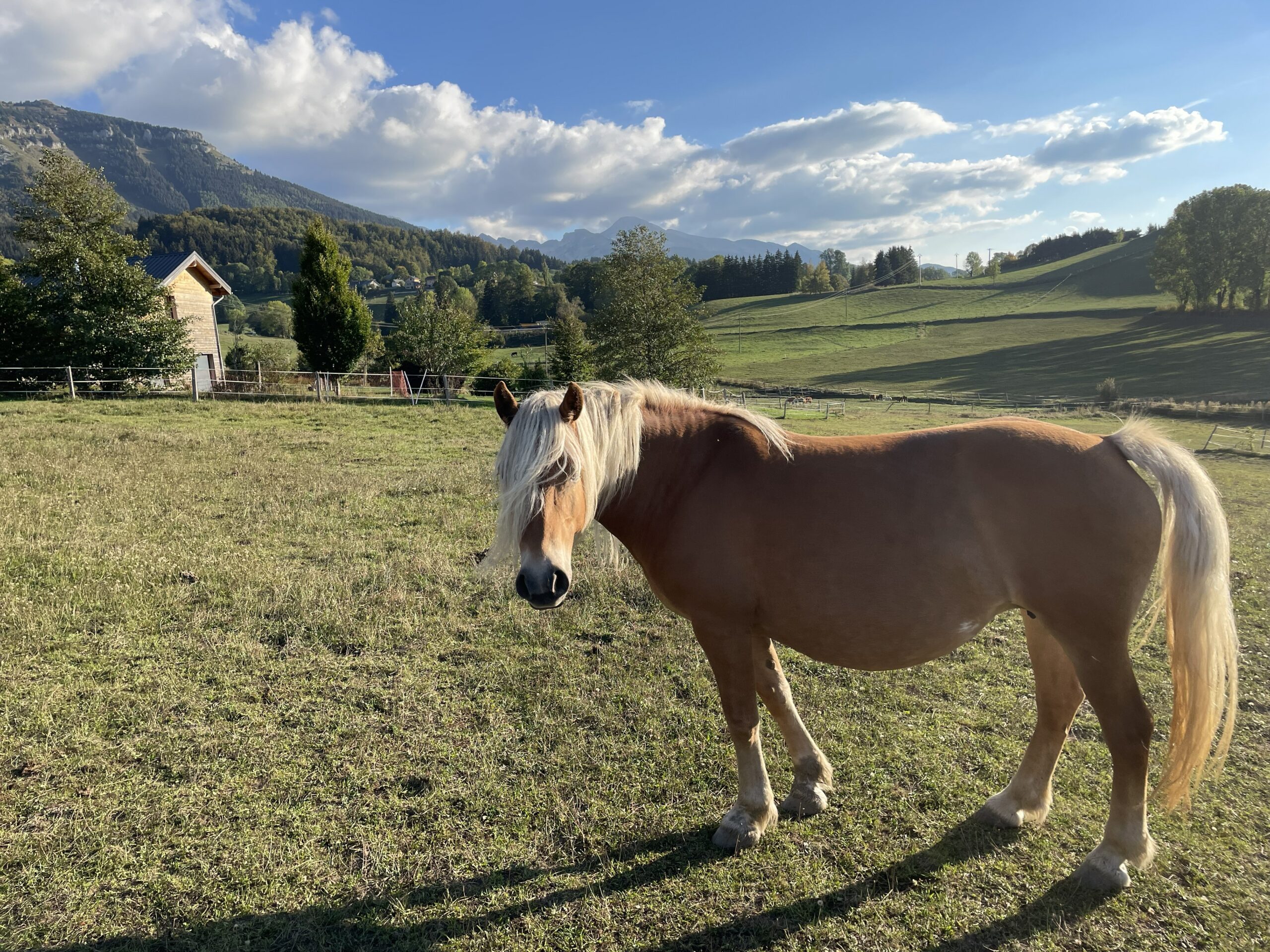Iris, jument Haflinger du Haras du Vercors
