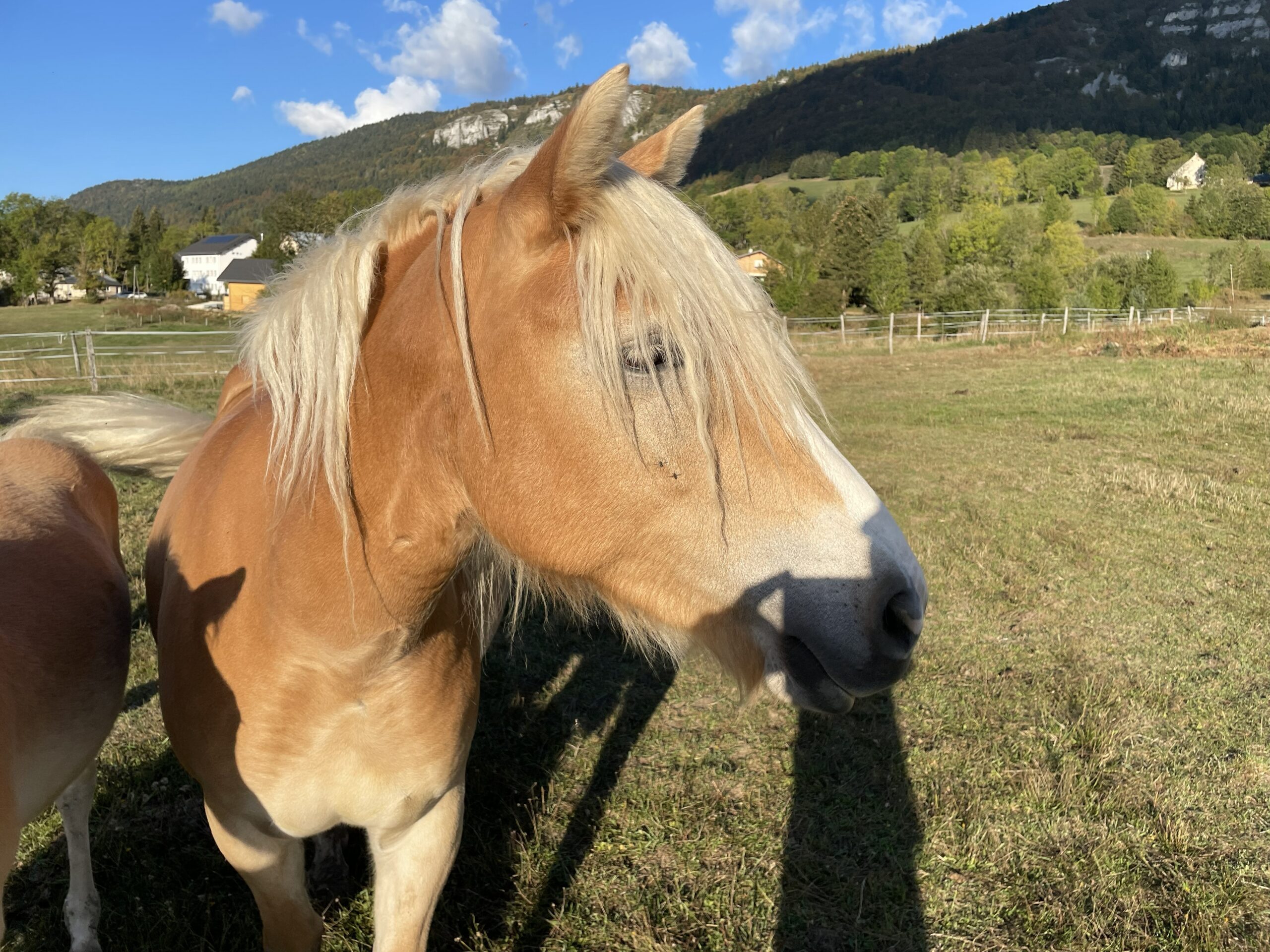Malice, jument Haflinger du Haras du Vercors