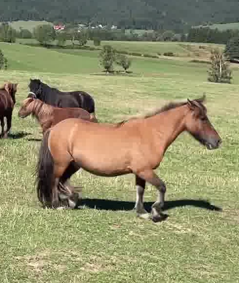 Tango, poney du Haras du Vercors