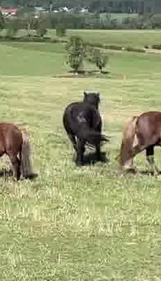Aladin, poney du Haras du Vercors