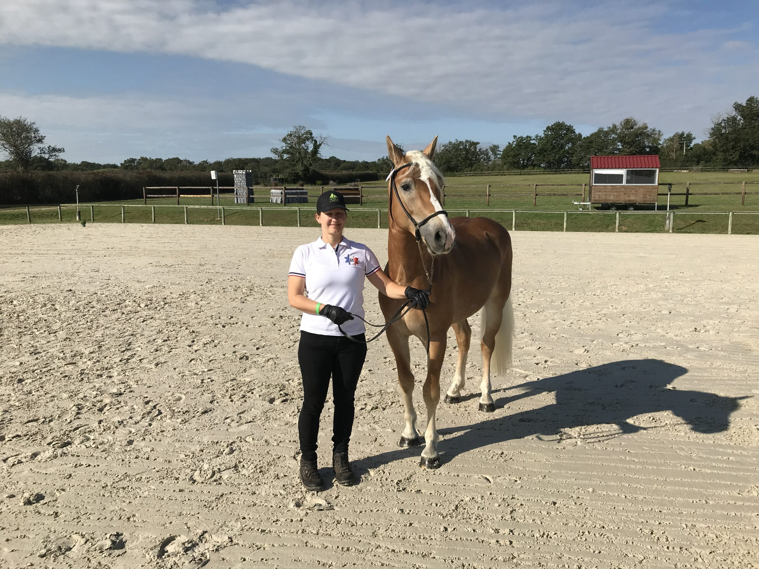 Jackpot, hongre Haflinger plein papier de 7 ans au Haras du Vercors