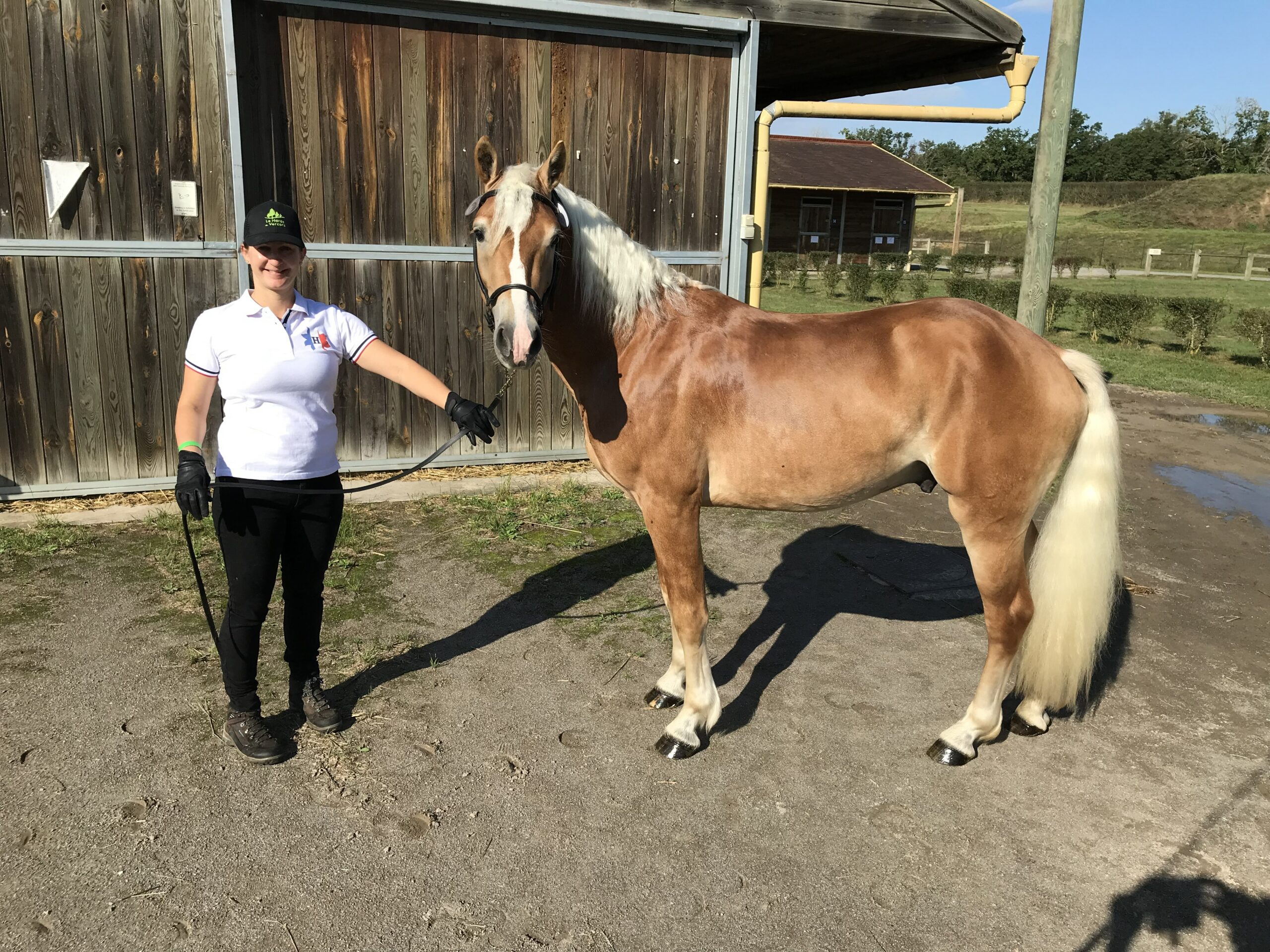 Jackpot, cheval Haflinger polyvalent du Haras du Vercors