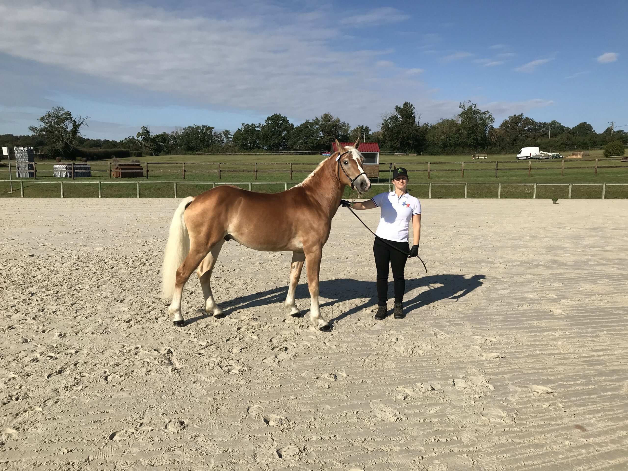 Jackpot, hongre Haflinger proche de l'homme au Haras du Vercors