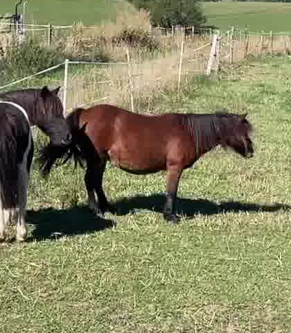 Lola, poney du Haras du Vercors