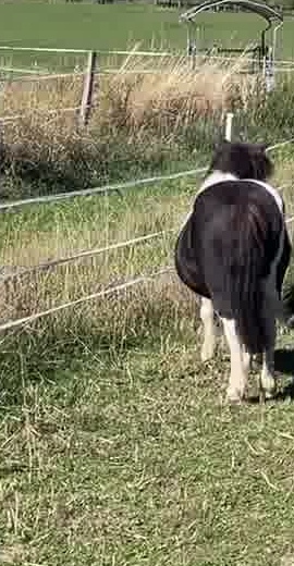 Profiterolle, poney du Haras du Vercors