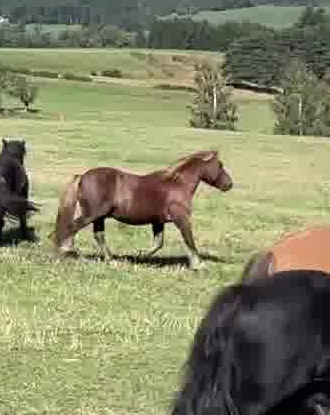 Trilili, poney du Haras du Vercors