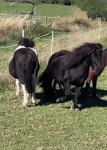 Usky, poney du Haras du Vercors